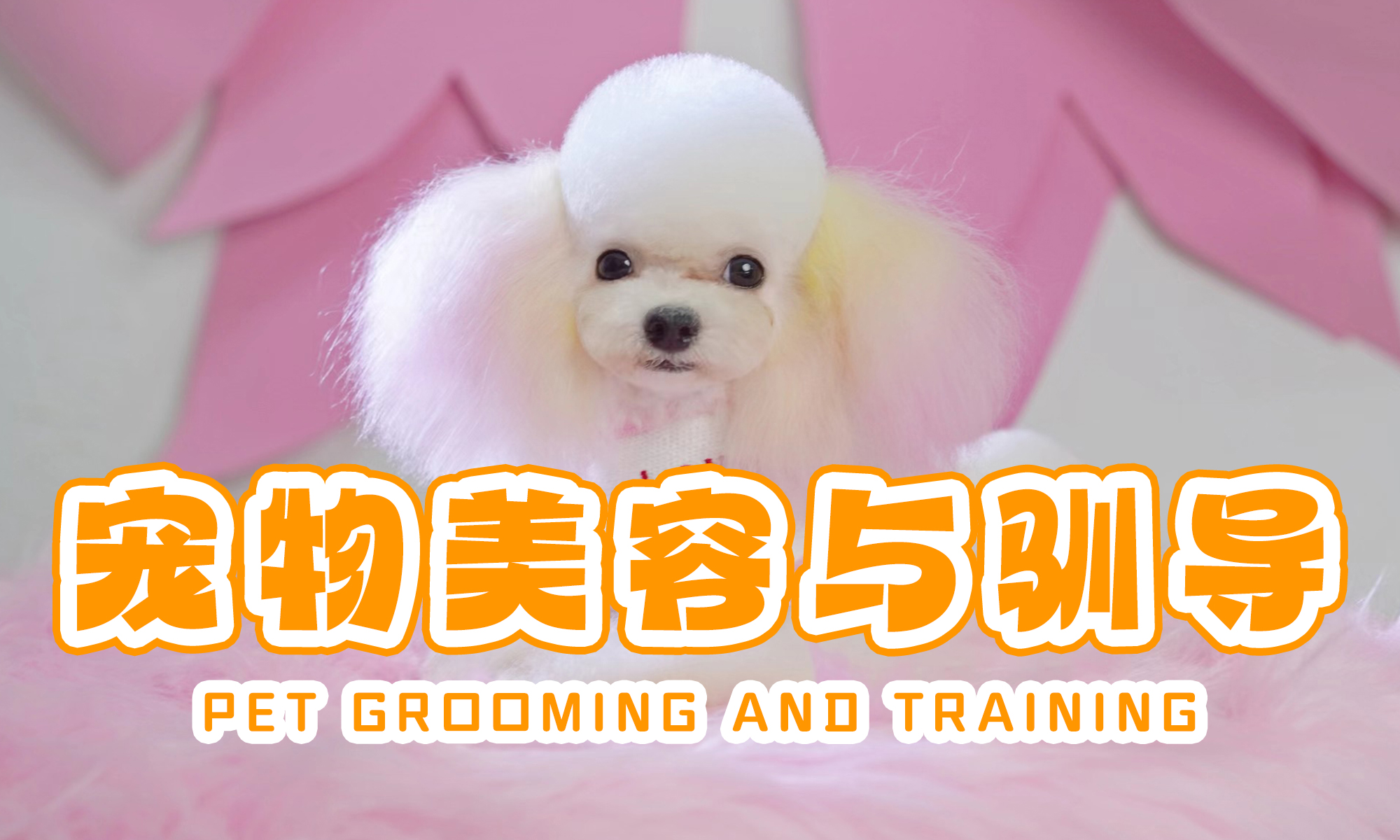 宠物美容与驯导